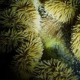 Giant Carpet Anemone, photo 5