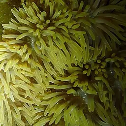 Giant Carpet Anemone, photo 6