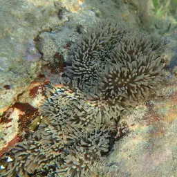 Giant Carpet Anemone, photo 7