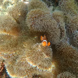 Giant Carpet Anemone, photo 8