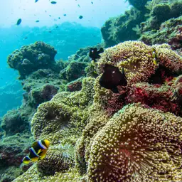 Giant Carpet Anemone, photo 10