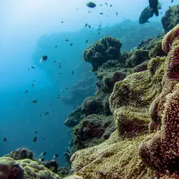Giant Carpet Anemone, photo 11