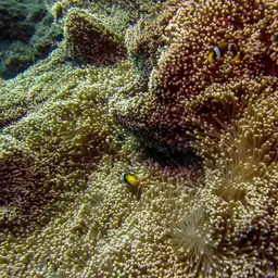 Giant Carpet Anemone, photo 12