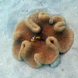 Haddon's Carpet Anemone, photo 1