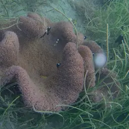 Haddon's Carpet Anemone, photo 2