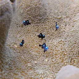 Haddon's Carpet Anemone, photo 3