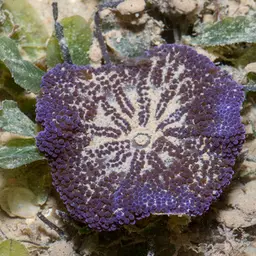Haddon's Carpet Anemone, photo 4