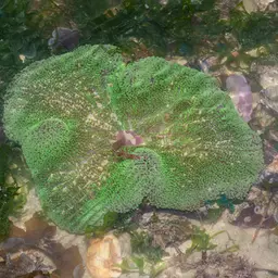 Haddon's Carpet Anemone, photo 5