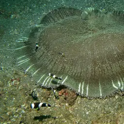 Haddon's Carpet Anemone, photo 6