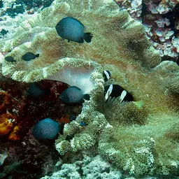 Haddon's Carpet Anemone, photo 9