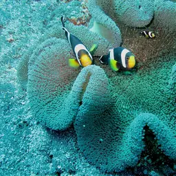 Haddon's Carpet Anemone, photo 10