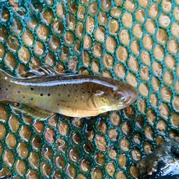 Spotted Goby, photo 2