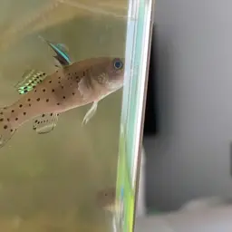 Spotted Goby, photo 3