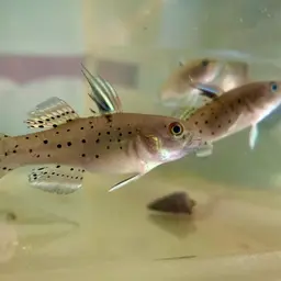 Spotted Goby, photo 4