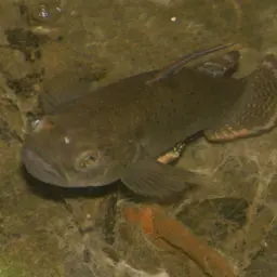 Spotted Goby, photo 10