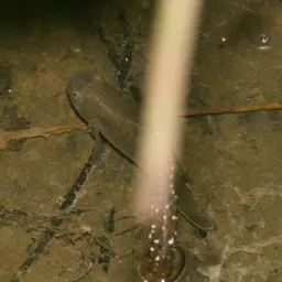 Spotted Goby, photo 11