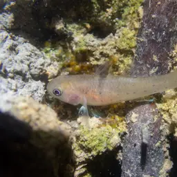 Spotted Goby, photo 12