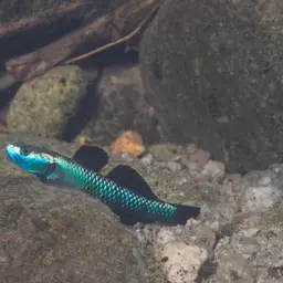 Blue Neon Goby