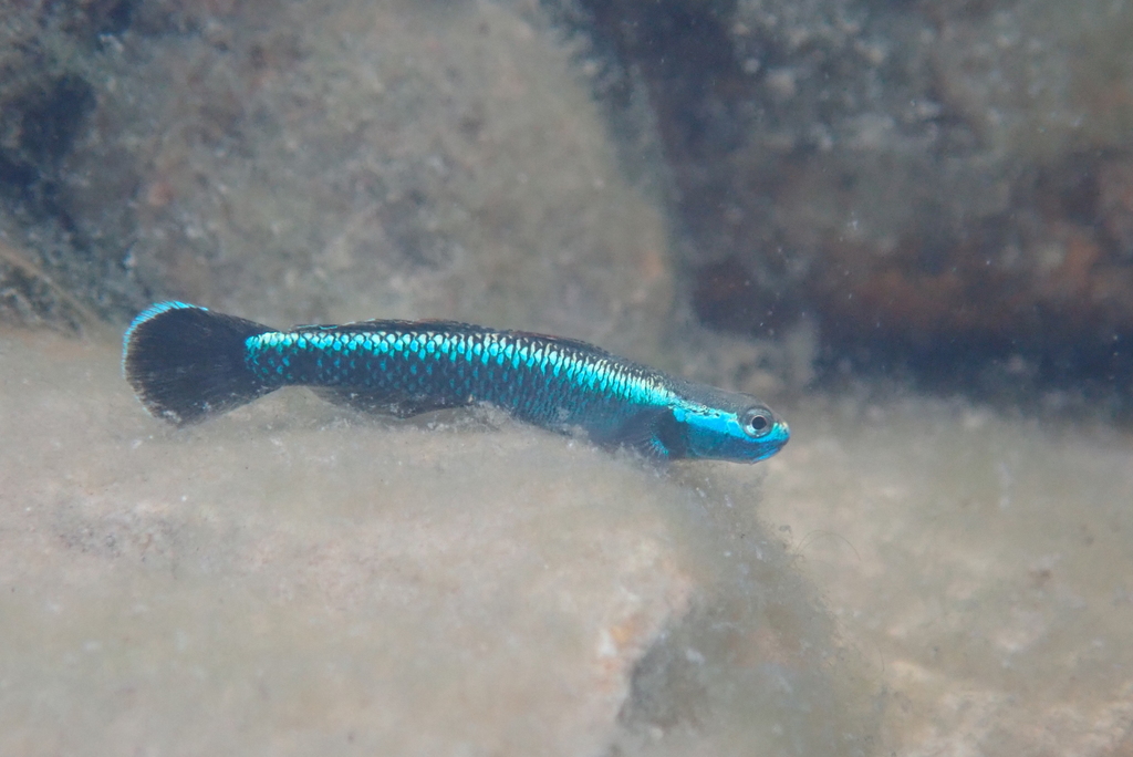 Blue Neon Goby (Stiphodon atropurpureus) · Aquariumpro