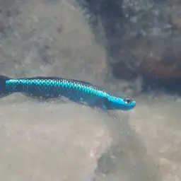 Blue Neon Goby, photo 3