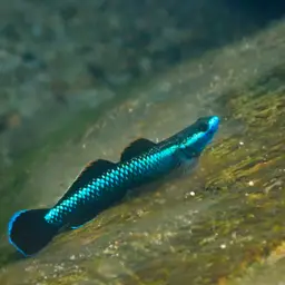 Blue Neon Goby, photo 4