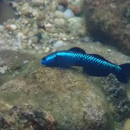 Blue Neon Goby, photo 5