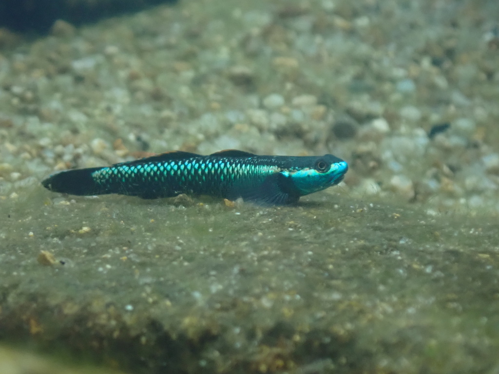 Blue Neon Goby (Stiphodon atropurpureus) · Aquariumpro