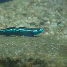 Blue Neon Goby, photo 6
