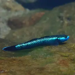Blue Neon Goby, photo 7
