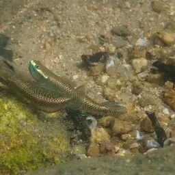 Blue Neon Goby, photo 8