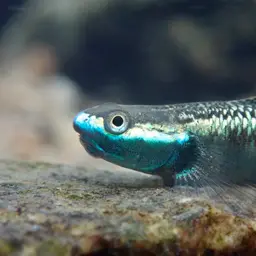 Blue Neon Goby, photo 9