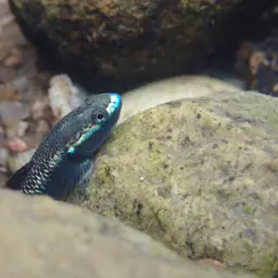 Blue Neon Goby, photo 10