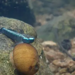 Blue Neon Goby, photo 11