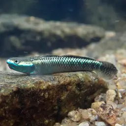 Blue Neon Goby, photo 12