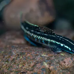 Green Riffle Goby, photo 2