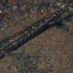 Green Riffle Goby, photo 4