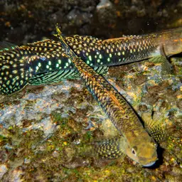 Green Riffle Goby, photo 5