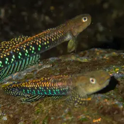 Green Riffle Goby, photo 6