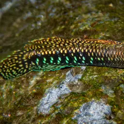 Green Riffle Goby, photo 7