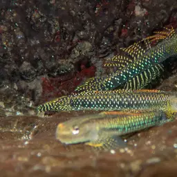 Green Riffle Goby, photo 8
