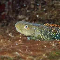 Green Riffle Goby, photo 9