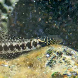 Green Riffle Goby, photo 10