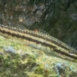 Green Riffle Goby, photo 11