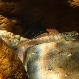 Orange-fin Stiphodon, photo 1