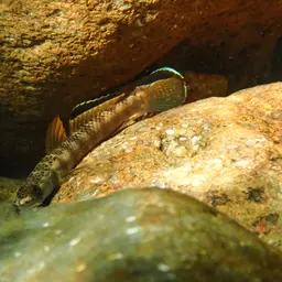 Orange-fin Stiphodon, photo 2