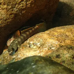 Orange-fin Stiphodon, photo 3