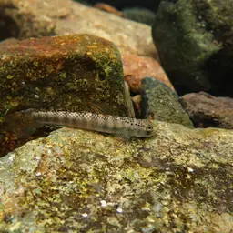 Orange-fin Stiphodon, photo 4