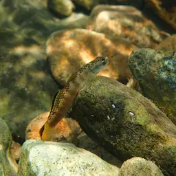 Orange-fin Stiphodon, photo 7
