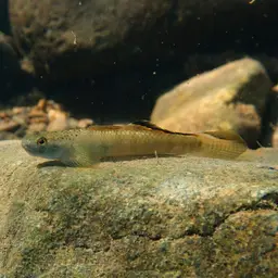 Orange-fin Stiphodon, photo 8