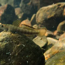 Orange-fin Stiphodon, photo 9
